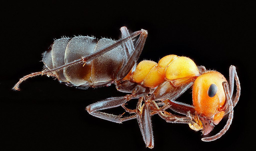 Ant Control service in Waldorf, MD