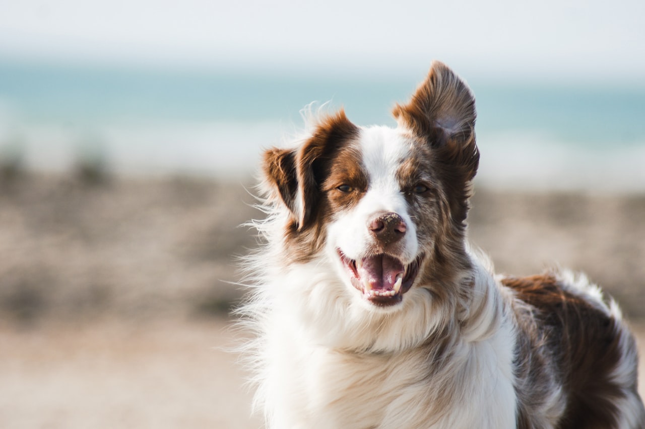 Flea & Tick Control service in Waldorf, MD