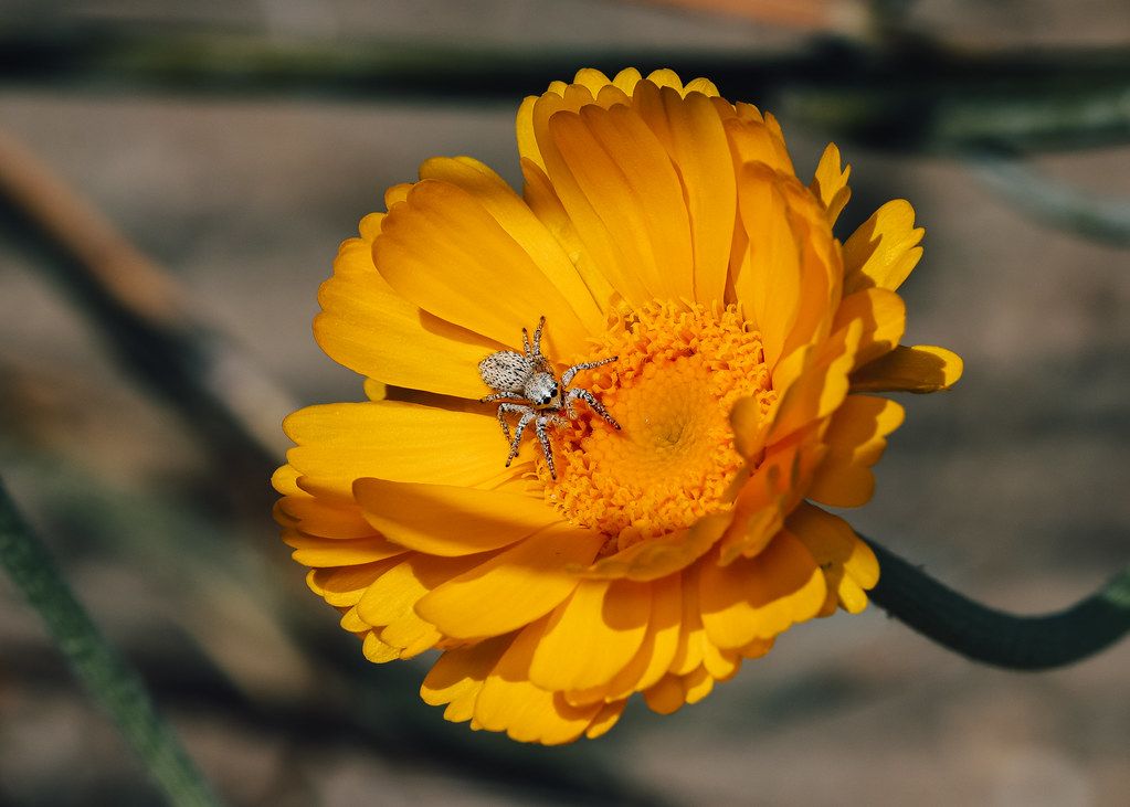 Spider Control service in Waldorf, MD